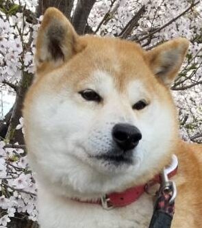 こころみたすペット思い出セレモニーにて葬儀したペットちゃん | コモモちゃん