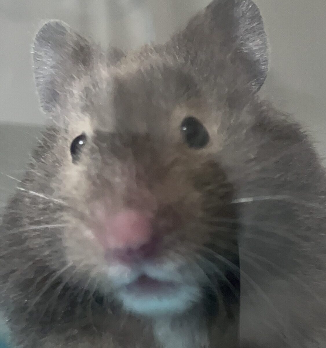 こころみたすペット思い出セレモニーにて葬儀したペットちゃん | けだまちゃん