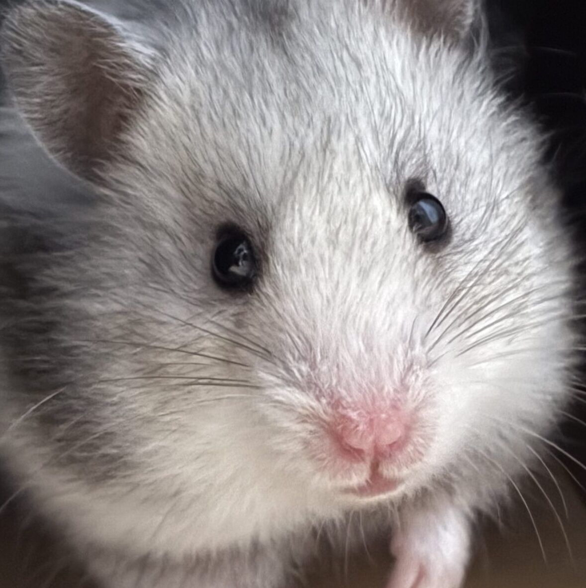 こころみたすペット思い出セレモニーにて葬儀したペットちゃん | わたげちゃん