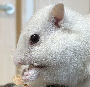こころみたすペット思い出セレモニーにて葬儀したペットちゃん | エリカくん