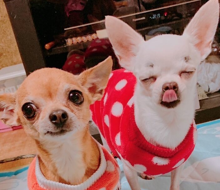 こころみたすペット思い出セレモニーにて葬儀したペットちゃん | ランランちゃん
