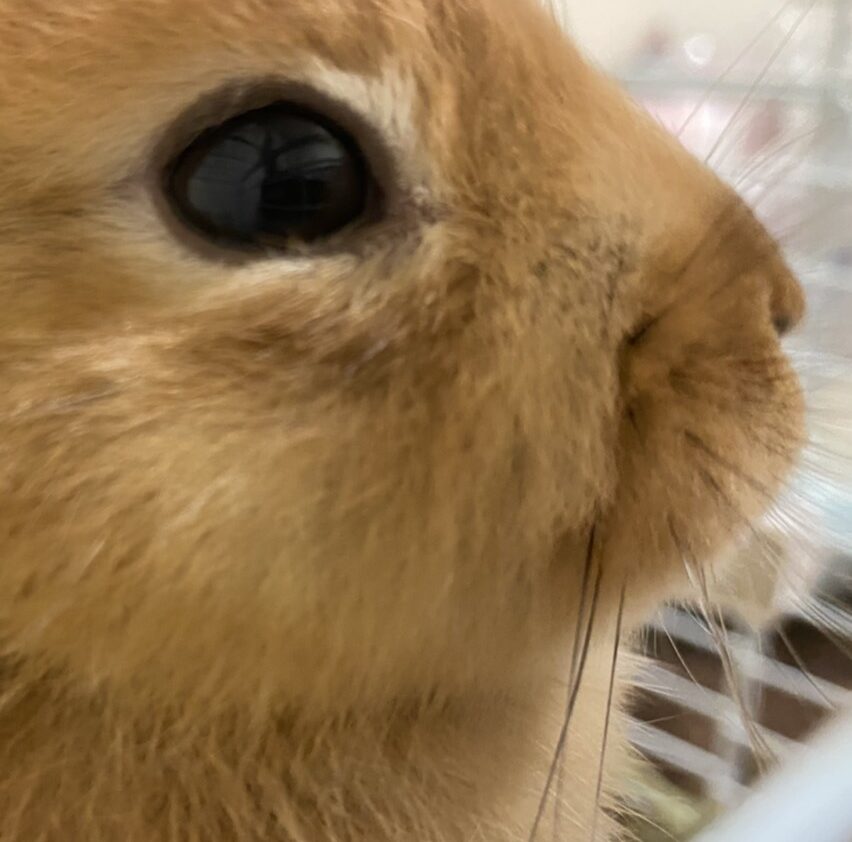 こころみたすペット思い出セレモニーにて葬儀したペットちゃん | ぽんくん