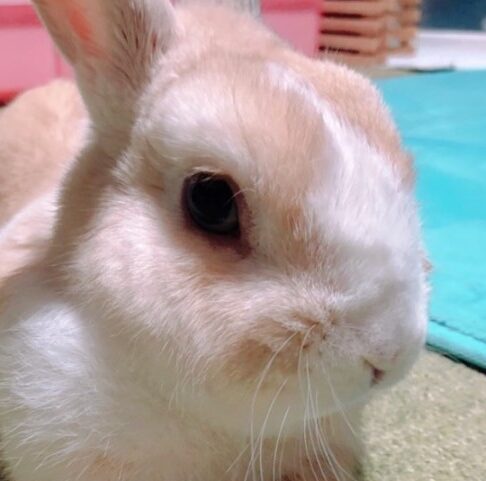 こころみたすペット思い出セレモニーにて葬儀したペットちゃん | ハルくん