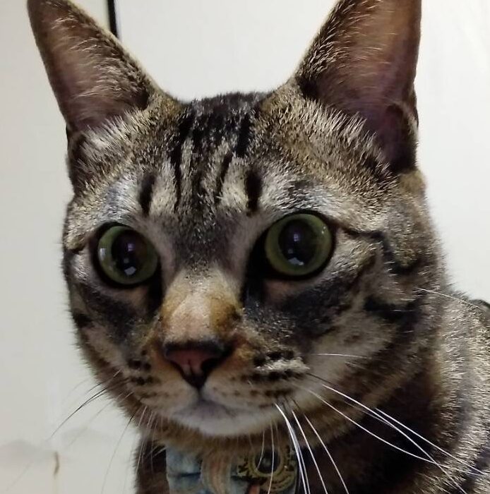 こころみたすペット思い出セレモニーにて葬儀したペットちゃん | ジョーくん