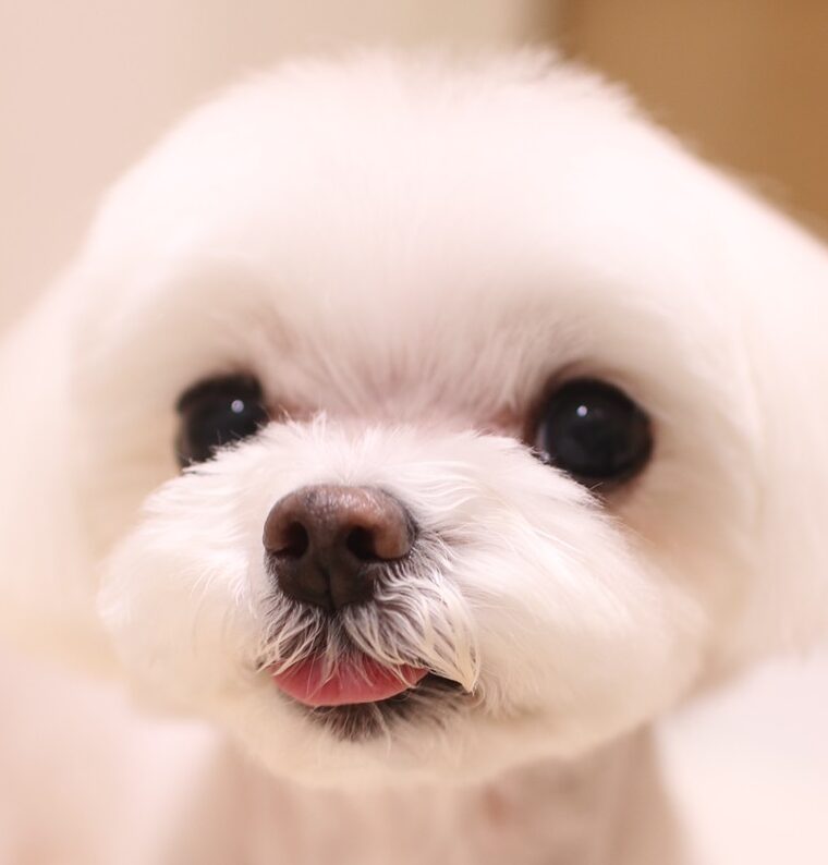 こころみたすペット思い出セレモニーにて葬儀したペットちゃん | パールちゃん