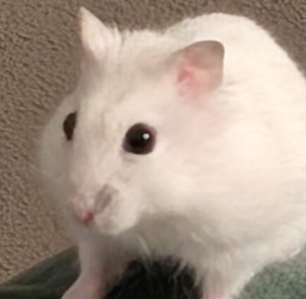こころみたすペット思い出セレモニーにて葬儀したペットちゃん | ぷくちゃん