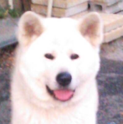 こころみたすペット思い出セレモニーにて葬儀したペットちゃん | コグマくん