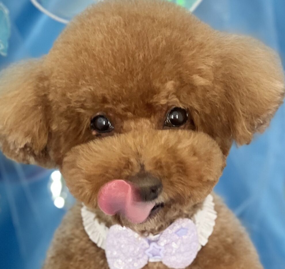 こころみたすペット思い出セレモニーにて葬儀したペットちゃん | 太郎くん