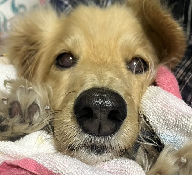 こころみたすペット思い出セレモニーにて葬儀したペットちゃん | もこくん