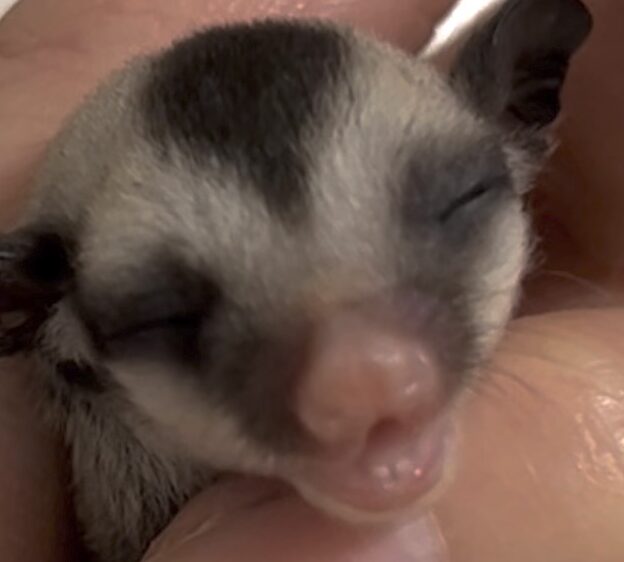 こころみたすペット思い出セレモニーにて葬儀したペットちゃん | チャチャちゃん