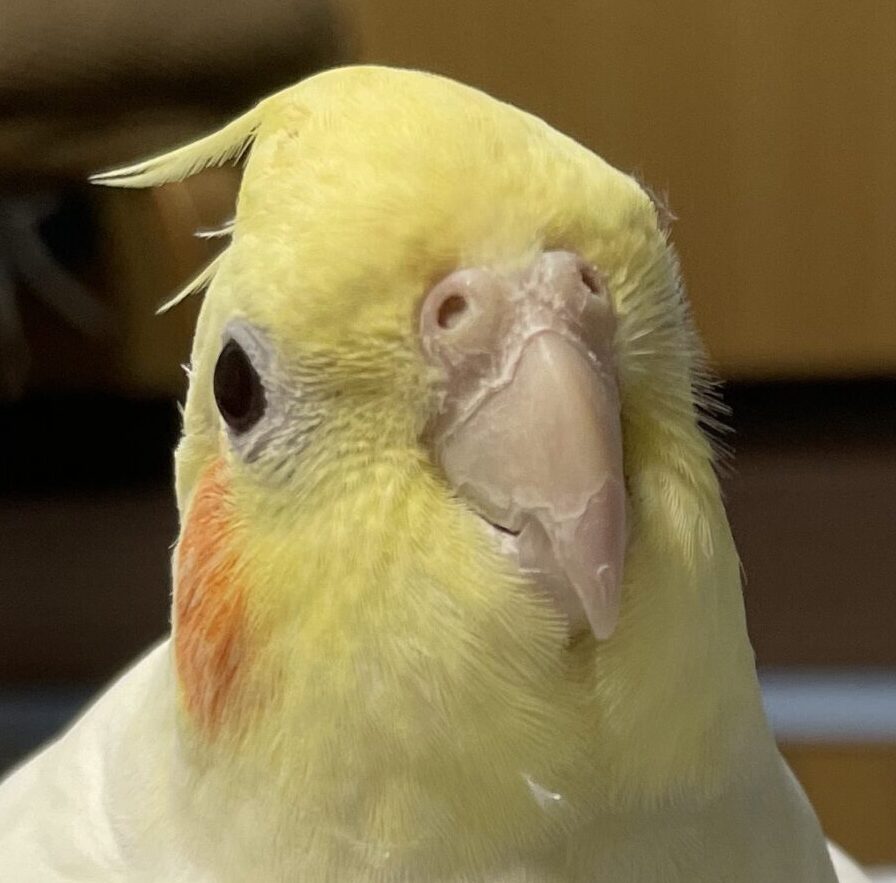 こころみたすペット思い出セレモニーにて葬儀したペットちゃん | ララちゃん