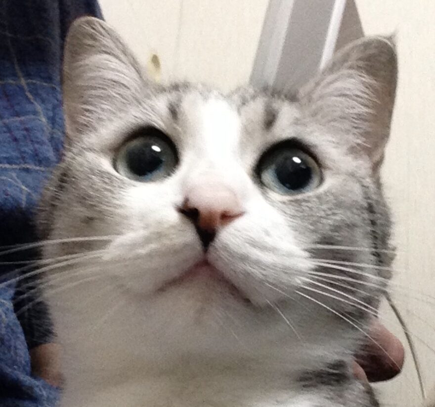 こころみたすペット思い出セレモニーにて葬儀したペットちゃん | プーちゃん