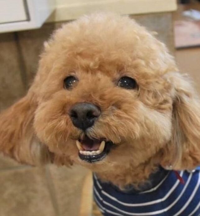 こころみたすペット思い出セレモニーにて葬儀したペットちゃん | ハルトくん