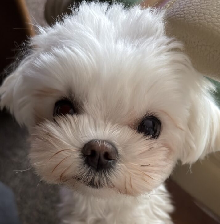 こころみたすペット思い出セレモニーにて葬儀したペットちゃん | すいちゃん