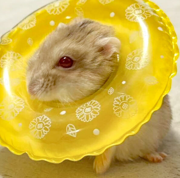 こころみたすペット思い出セレモニーにて葬儀したペットちゃん | 琥珀くん