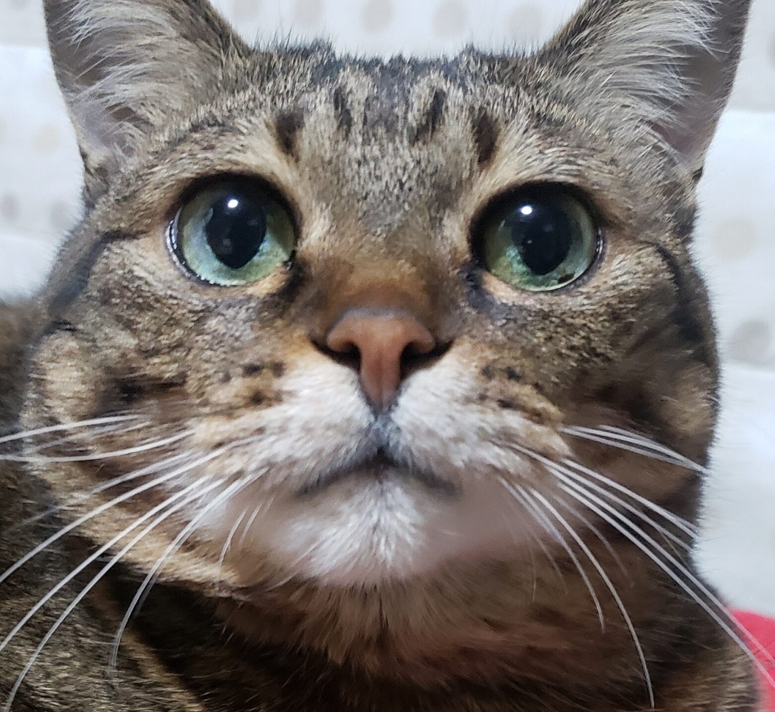 こころみたすペット思い出セレモニーにて葬儀したペットちゃん | たまちゃん