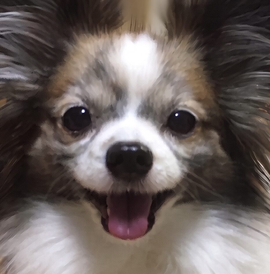 こころみたすペット思い出セレモニーにて葬儀したペットちゃん | まりんちゃん