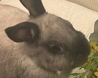 シェリーちゃん | こころみたす ペット思い出セレモニー