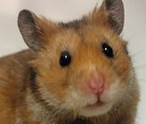 こころみたすペット思い出セレモニーにて葬儀したペットちゃん | ひまわりくん
