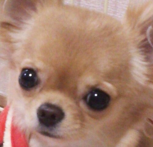 こころみたすペット思い出セレモニーにて葬儀したペットちゃん | シェリちゃん