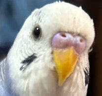 ふじえもんくん | こころみたす ペット思い出セレモニー