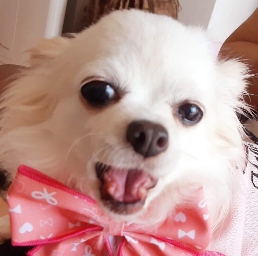 こころみたすペット思い出セレモニーにて葬儀したペットちゃん | ももちゃん