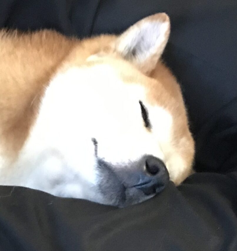 こころみたすペット思い出セレモニーにて葬儀したペットちゃん | 銀くん