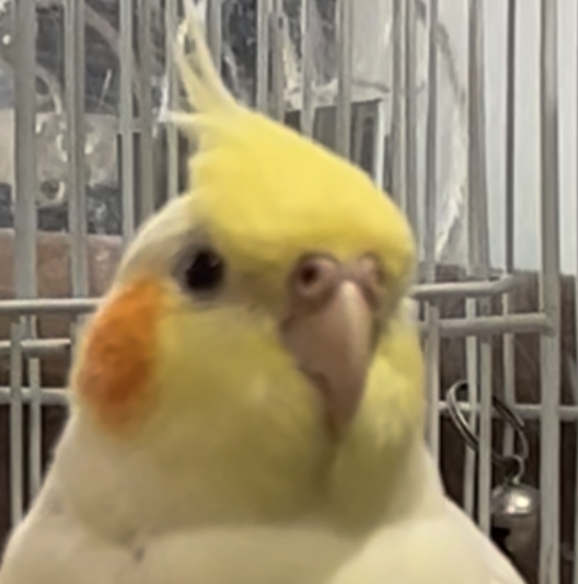 こころみたすペット思い出セレモニーにて葬儀したペットちゃん | ピッチちゃん