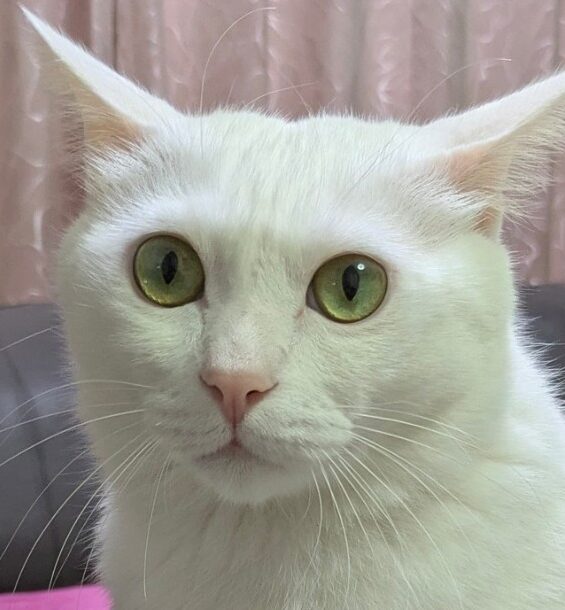 こころみたすペット思い出セレモニーにて葬儀したペットちゃん | 潮くん