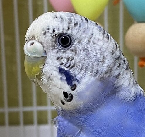 こころみたすペット思い出セレモニーにて葬儀したペットちゃん | パナップちゃん