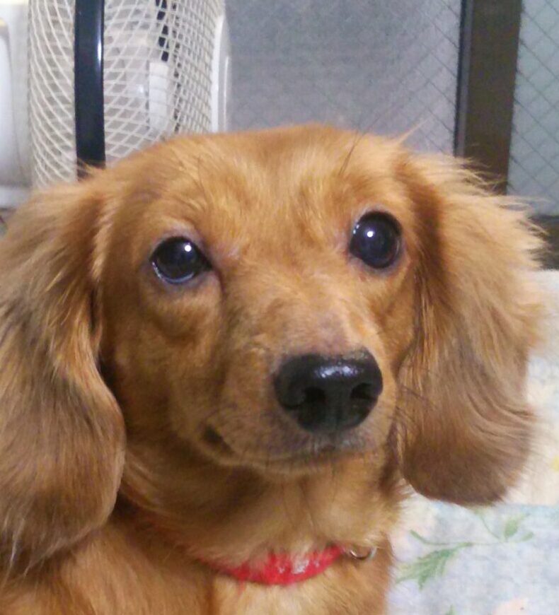 こころみたすペット思い出セレモニーにて葬儀したペットちゃん | ココちゃん