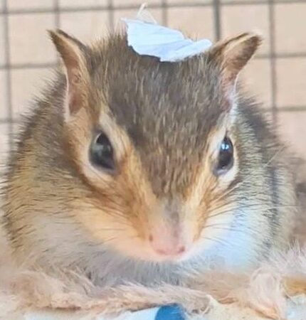 こころみたすペット思い出セレモニーにて葬儀したペットちゃん | ミルクちゃん