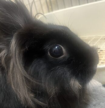 こころみたすペット思い出セレモニーにて葬儀したペットちゃん | レオンちゃん