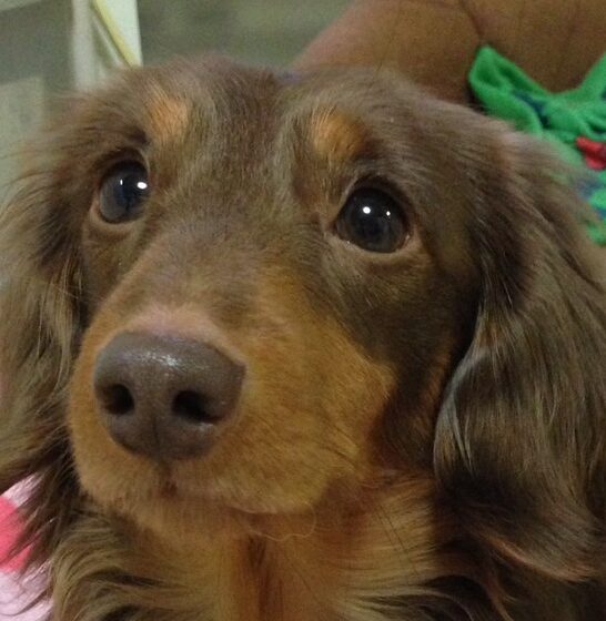 こころみたすペット思い出セレモニーにて葬儀したペットちゃん | ロックくん