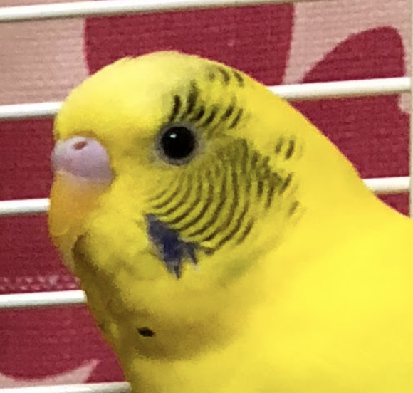 こころみたすペット思い出セレモニーにて葬儀したペットちゃん | チップくん