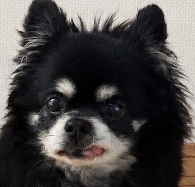 こころみたすペット思い出セレモニーにて葬儀したペットちゃん | たろくん