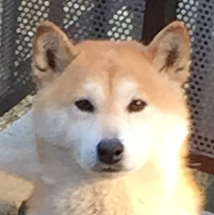 こころみたすペット思い出セレモニーにて葬儀したペットちゃん | ハチくん
