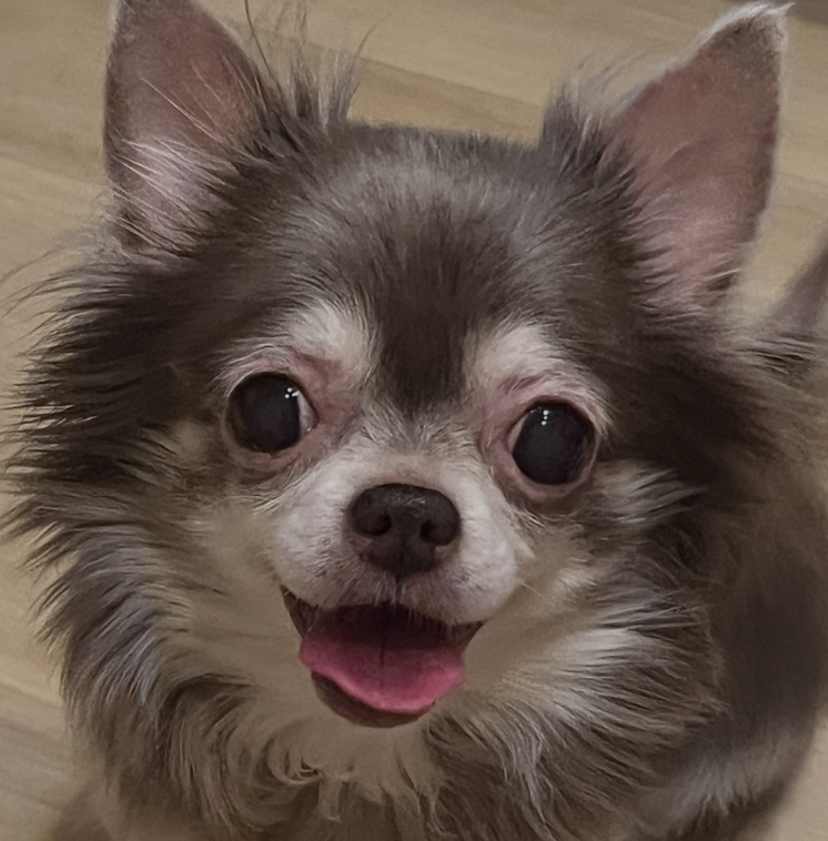 ココちゃん | こころみたす ペット思い出セレモニー