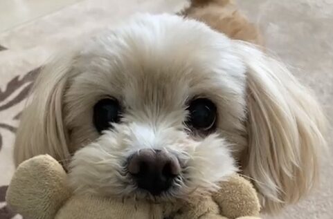 こころみたすペット思い出セレモニーにて葬儀したペットちゃん | メリーちゃん