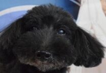 こころみたすペット思い出セレモニーにて葬儀したペットちゃん | トニーくん
