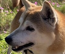 紗々姫ちゃん | こころみたす ペット思い出セレモニー
