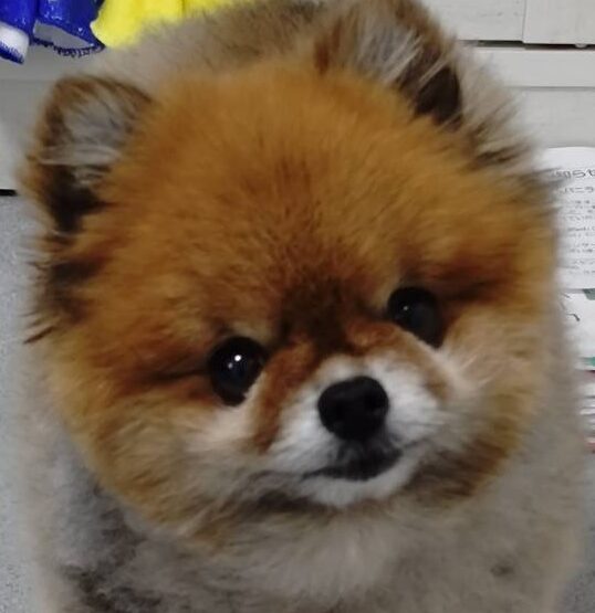 こころみたすペット思い出セレモニーにて葬儀したペットちゃん | はるちゃん