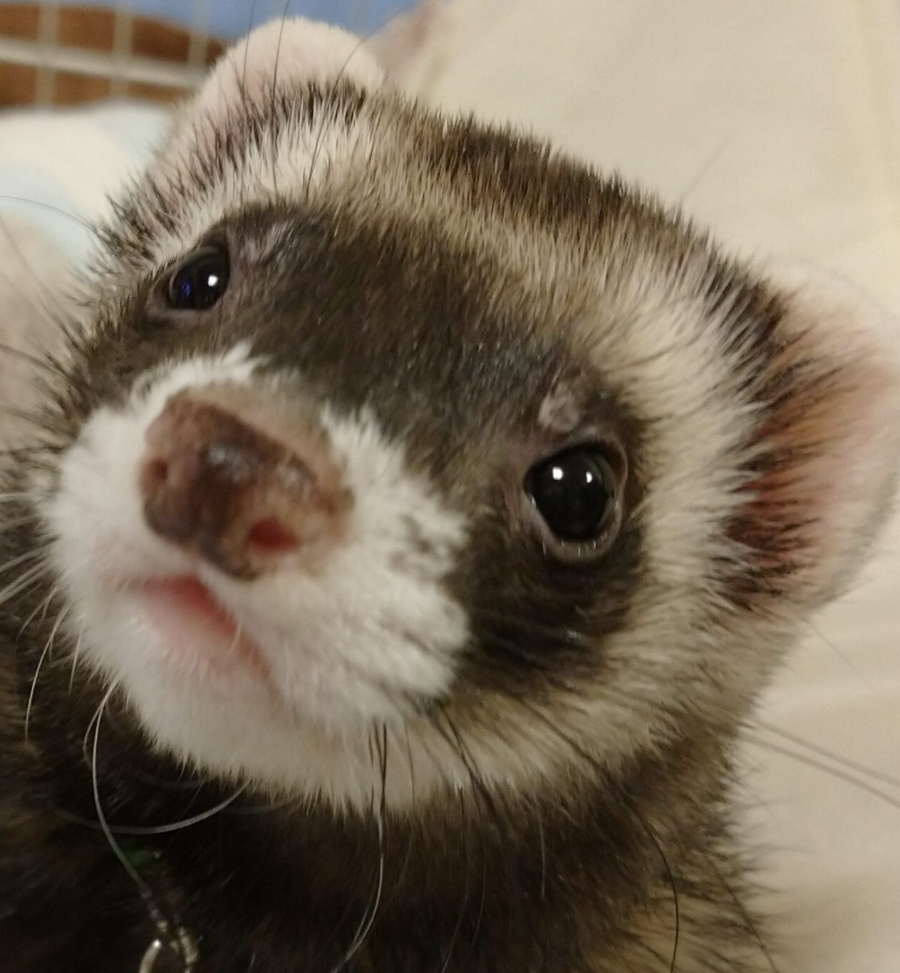 こころみたすペット思い出セレモニーにて葬儀したペットちゃん | おこげくん