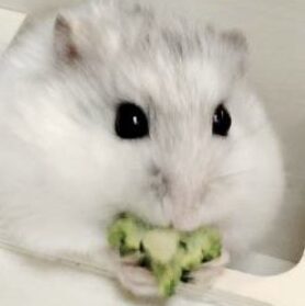 こころみたすペット思い出セレモニーにて葬儀したペットちゃん | パールちゃん