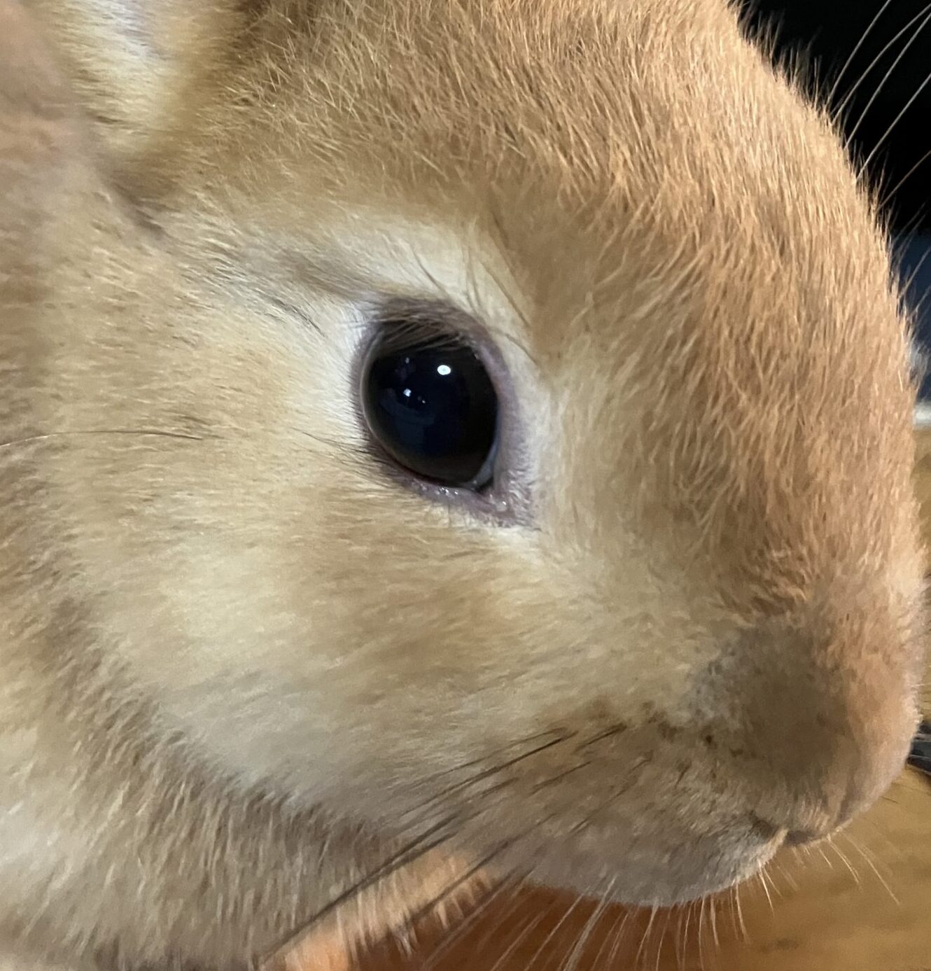 こころみたすペット思い出セレモニーにて葬儀したペットちゃん | おもちくん
