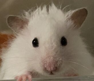 こころみたすペット思い出セレモニーにて葬儀したペットちゃん | ましろくん