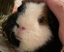 こころみたすペット思い出セレモニーにて葬儀したペットちゃん | モカちゃん