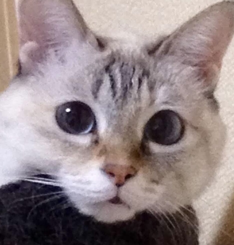 こころみたすペット思い出セレモニーにて葬儀したペットちゃん | エリザちゃん