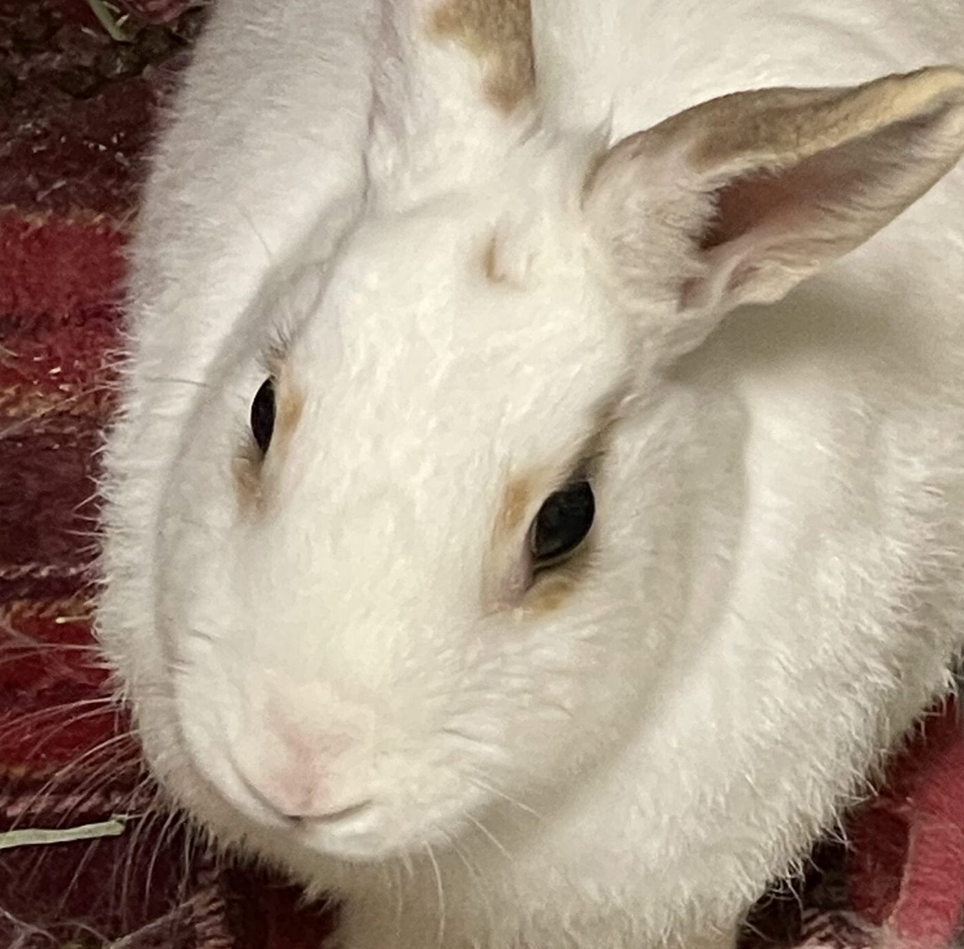 こころみたすペット思い出セレモニーにて葬儀したペットちゃん | フロプシーちゃん