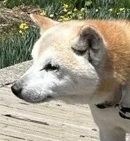 こころみたすペット思い出セレモニーにて葬儀したペットちゃん | ソラくん